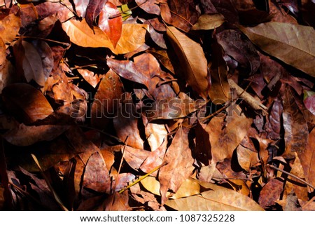 Dried leaves on the forest floor textured background