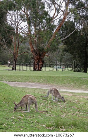 Western Grey Kangaroos on Anglesea Golf Course, Melbourne