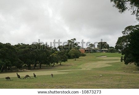 Western Grey Kangaroo on Anglesea Golf Course, Melbourne