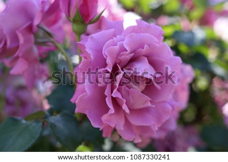 The purple rose which blooms in a rose garden