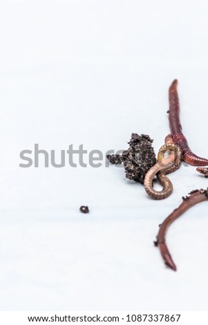 Earthworms on a white background