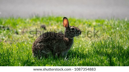 A Small Rabbit On The Lawn