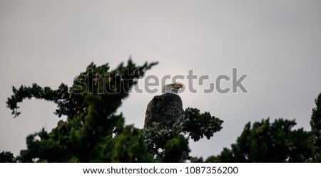 An Eagle Atop A Large Tree