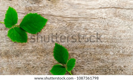 background empty space Leaves three beautiful green leaves
Wood on a beautiful wooden 