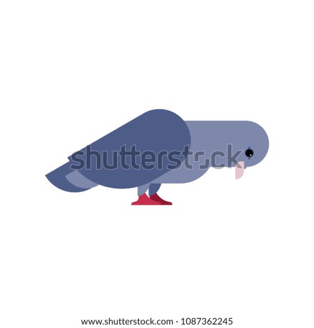 Pigeon isolated. Dove on white background. Vector illustration