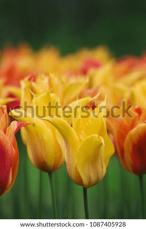 A picture of a tulip field detail named wild flame.