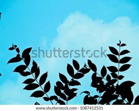 Black leaves and white clouds in blue sky on summer evening.