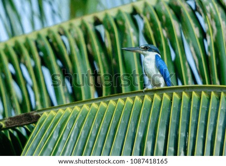 beautiful asian kingfisher