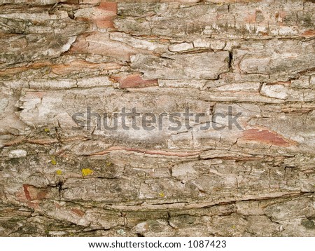Stock macro photo of the texture of tree bark.  Useful for layer masks or abstract backgrounds.