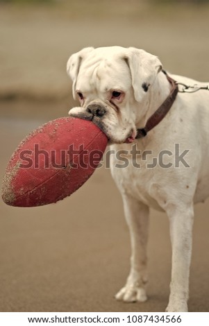 Cute throughbred large adult white rottweiler in collar standing and keeping in teeth red rugby ball covered in sand outdoor, vertical picture