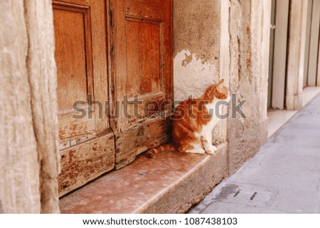 Cat on the doorstep 