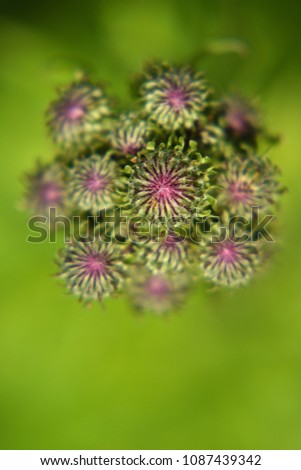 Macro close-up of Thistle flower buds.