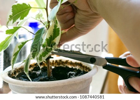 Take care of household plants and flowers. Cut dead leaves with scissors Royalty-Free Stock Photo #1087440581