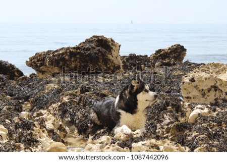 Dog amongst the Rock Pools 