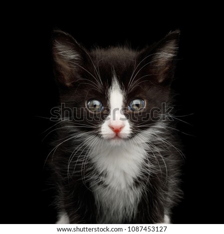 Portrait of Black with white Kitten with beautiful eyes on isolated background, front view