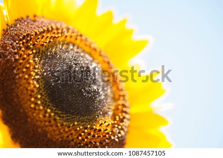 Sunflower Close Up Macro