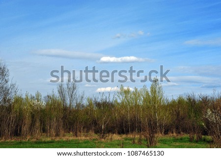 Blue cloudy sky above the meadow with yellow and green grass and trees on the edge of the forest with first spring leaves