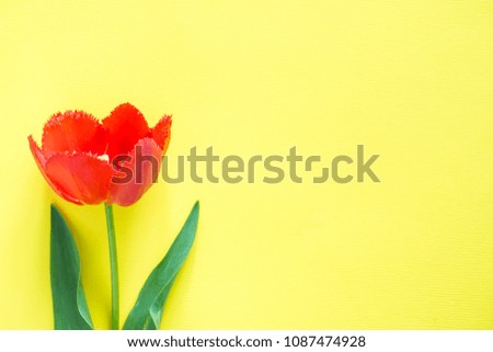 Red flowers of tulips on bright yellow background. Copy space for text.