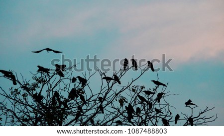 Silhouette sky with blue tone color of twilight and many ravens sitting on the tree branches at the park