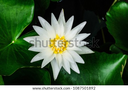 White lotus with the green leaf, white lotus background