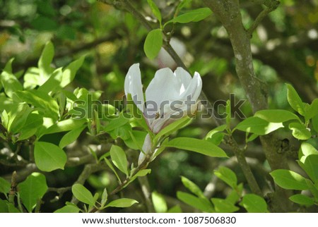 the magnolia flower