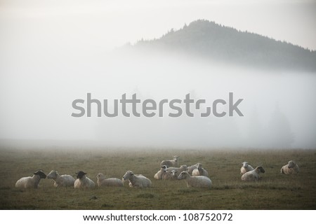 Sheep on farm in morning fog - selective focus
