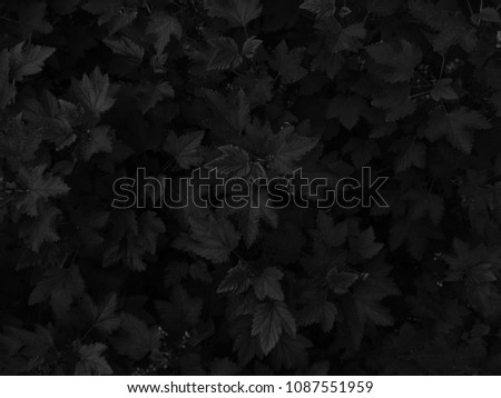 The background of foliage is black.
