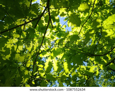 Oak leaves against the sky, illuminated by the sun. Spring and summer background.
