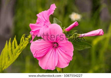 Drops of morning dew on beautiful pink flowers on a background of greens