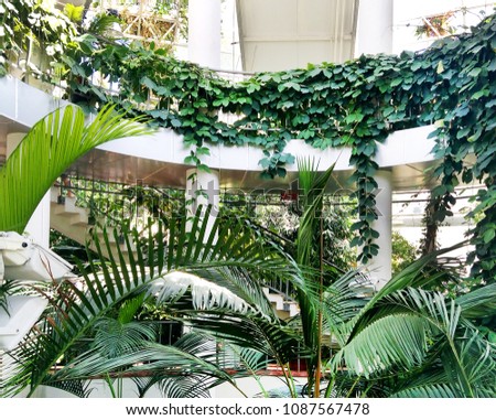 Interior of greenhouse building in Minsk Belarus - a sunny seasonal summer photo for presentations. Tropical exotic plants trees (palm and ivy) grow inside Orangery, power of nature. 