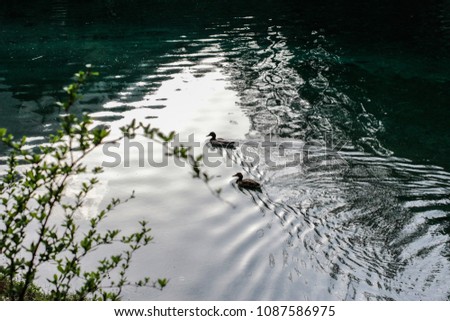 Picture of 2 ducklings swimming freely in an afternoon light, with a trembled reflection of the Karst mountains in the back. Out of focus tree branch in the left corner of the picture.