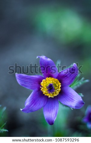 Spring flower Photos for wallpaper and floral designs