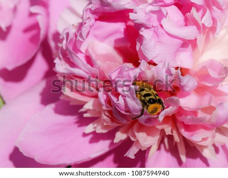Beautiful pink peony flower in the public garden with insect. Macro photography
