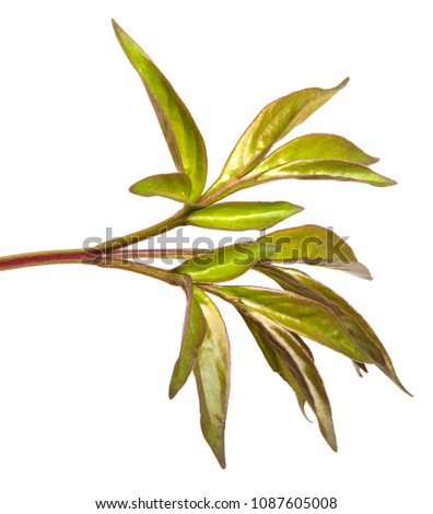 young shoots of a peony bush. on a white background