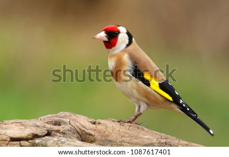 European goldfinch Carduelis carduelis Royalty-Free Stock Photo #1087617401