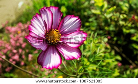 A Pink Flower in the Summer Sun 