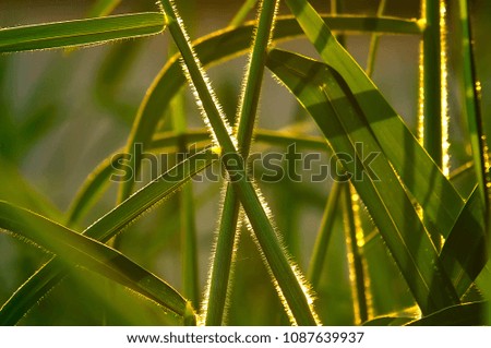 Natural Green Grass leaf with morning light Background