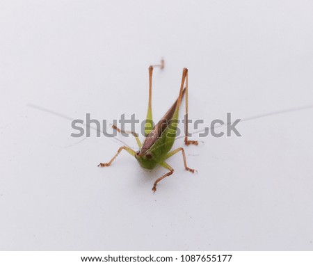 grasshopper insect on white background