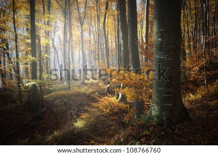 forest with light in autumn