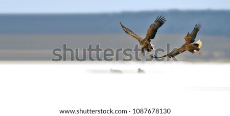 Beautiful White-tailed Eagle