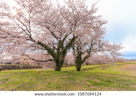 Cherry blossom trees or sakura  in the town of Asahi , Toyama Prefecture  Japan.