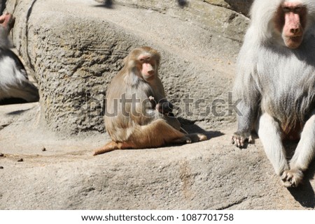 Baboon Mother with her Baby 