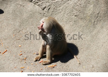 Baboon is sitting on a Rock 