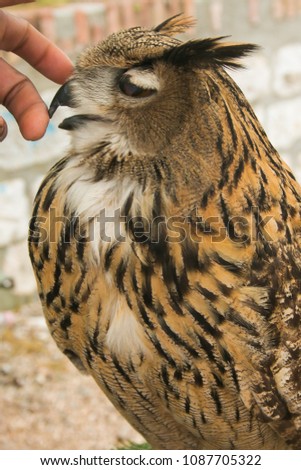 Portrait of man's hand caressing beautiful owl