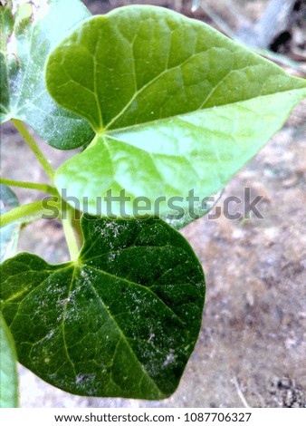 the picture is the prefect combination, of bright and dark green light . particles of sand on top, of leaf enhances the beauty .basically the photo represent the importance of both dark and light side