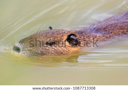 Nutria swiming in a pond in the south of France