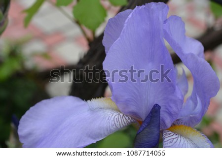 iris flower macro petals nature photo