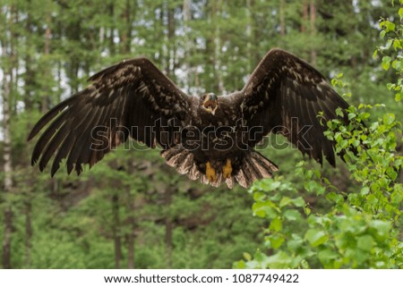 Sea eagle (Haliaeetus albicilla)	