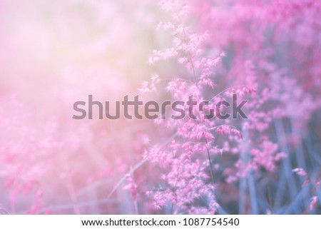 soft purple romance background with grass flower field with sunlight 