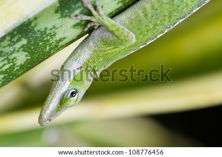 Green Anole Lizard (Anolis carolinensis), Hawaii.